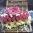 cadeaux pour Anniversaires - Tarte florale - mala